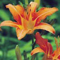 원추리 꽃씨 식물 씨앗 종자 학교 화단 정원 30립, 본상품선택