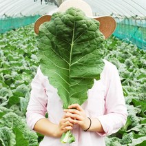 FRESH 새벽에 수확한 국내산 유기농 무농약 케일 신선초 샐러리 생 파슬리, 1박스, 유기농케일 3kg