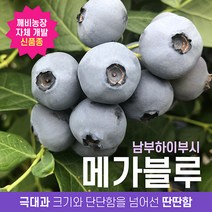 깨비농장 블루베리 나무 묘목 재배 키우기 (품종: 메가블루), 메가블루, 1개
