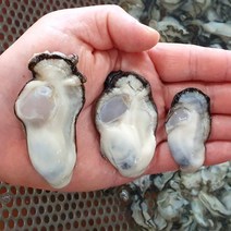 통영 당일조업 산지직송 깐굴 생굴 석화, 석화5kg