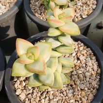 다육식물(언성금) 랜덤 발송