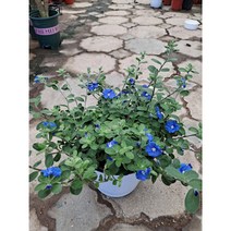 아메리칸블루 중품, 1개