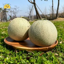 [쥬시맨] 산뜻! 피크닉 필수 꿀당도 나주 세론이 세지멜론 1.25kg 1.66kg 단위, 세론이 세지멜론 하얀 박스 보통 (1과 1.25kg)