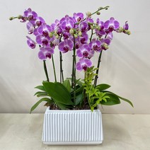 루아데코 서울경기---농장직영배송 **퀵무료배송**발령인사꽃리본 생신화분문구 취임축하문구, 3.노랑, 1개