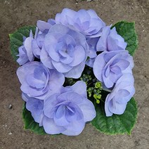 보라 장미수국 15