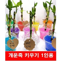 개운죽키우기/1인용 개운죽 식물키우기 수경재배
