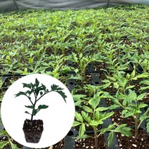 대추토마토모종 스테비아토마토모종 망고 방울 짭짤이 애플, 토마토 모종, 대추토마토(노랑) 2개