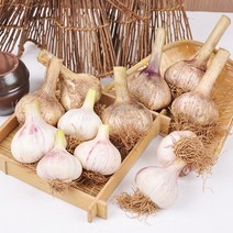 충남 서산 전병호님의 난지형 햇 통마늘 10kg (특대), 단품