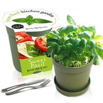 [천삼백케이] [농업회사법인 세경팜 주식회사] 세경팜 컬러키친가든 스윗바질 식물키우기 텃밭가꾸기, 옐로우