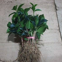 은목서 1년생 묘목 10주, 유나하이 본상품선택