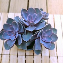 라일락 키우기 예쁜다육 중상품5-150 랜덤, 단품