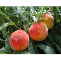 과수/유실수 복숭아 묘목(조생혈도 황도 백도 천도복숭아 개복숭아 등), 개복숭아 R5cm