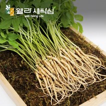 웰라 새싹삼 소(15cm~20cm) 100뿌리 [선물포장가능], 금보자기포장 x 1box