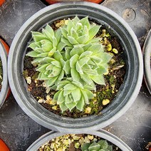 연정 50 바위솔 전국 노지월동가능 오늘배송 애농팜 다육식물 조경 인테리어 이름표 포트 선별배송