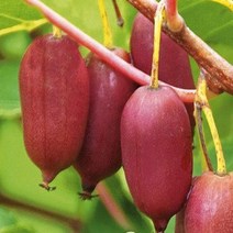 다래묘목/레드다래 켄스레드/삽목 1년 포트/2개 KJ071, 2개