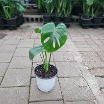 식공특가 왕대박 몬스테라 중형 30~55cm 55, 1개