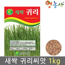새싹 귀리씨앗 1kg, 단품