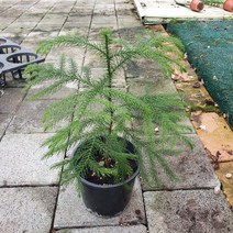 30~50cm 89 아라우카리아 중품, 1개