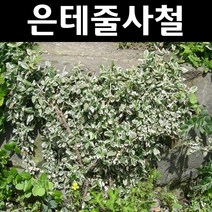 은테줄사철 다년생 포트묘 5개/야생화
