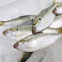 [프레쉬푸드] 국내산 자연산 구이용 전어 1kg, 상세페이지 참조