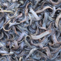 미끼용 미꾸라지 1kg 먹이용 미꾸라지 낚시용 민물고기백화점, 미끼용 미꾸라지 (쏘리) 1kg