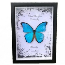 곤충표본 액자 나비 만들기 장수풍뎅이 핀 맞춤 나비표본 참나비 곤충표본 대파랑나비 태, 06 청색큰파랑나비, 오류 발생시 문의 ( DAPANDA )