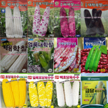 옥수수 호박 여주 국산콩 씨앗 모음 50종 재래종 토종 곡물 곡식 종자 완두 초당 괴산, 8.미래빨강강낭콩30g