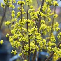 산수유/R5CM/묘목/c0573