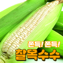 찰지고 맛있는 국산 미백 찰옥수수 햇 옥수수 특품 5개 10개 15개