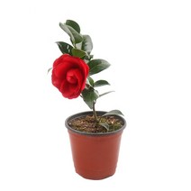 갑조네 다년생 일년생 야생화 노지월동 꽃, 동백(소품), 1개
