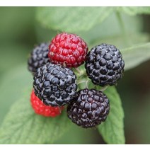 23년산- 토종 복분자 5kg