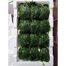 #가락시장 나물이네#당일경매 파래1kg/오후2시이전주문당일출고99%/주말 공휴일제외, 1kg, 1개