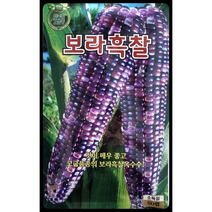 보라흑찰옥수수씨앗80립 옥수수씨앗 고급품종 KS종묘
