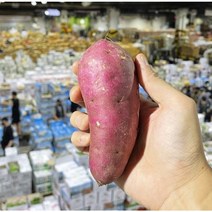경매직송 꿀 고구마, S급, 대, 5kg