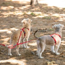 플레이바우 H489 강아지 트윈줄, 레드