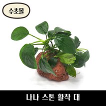 [수초몰] 나나스톤활착 대 / 초보 수초 구피 어항 물고기 금붕어 열대어 부상 물배추 베타, 골든나나, 블랙스톤