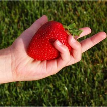 [당일수확] 김대성 킹스베리 논산 대왕딸기, 700g (16개입, 개당 40g 이상)