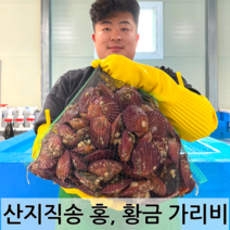 남해안 청정해역 통영 당일조업 산지직송 생물 명품 홍가리비 황금가리비, 황금 가리비 1kg (30-25미)