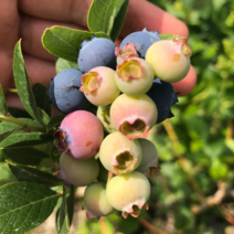 왕블루베리묘목 4년생 재배 키우기