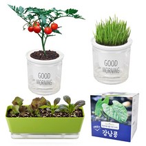 방울토마토 키우기 상추 제라늄 씨앗 모종 다이소 식물 새싹 보리 해바라기 강낭콩 키트, 2. 식물 키트 고급형, 2-10. 고기친구 투톤텃밭세트