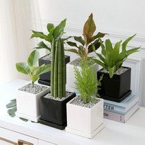 공기정화 식물 화분 10종 [플랜테리어 셀프인테리어 집꾸미기 공기청정 생화], 화이트/엔젤