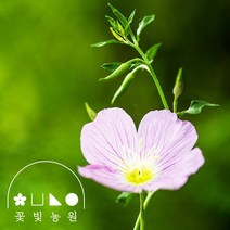 달맞이꽃 3치포트 낮에 피는 달맞이꽃 야생화 모종, 분홍달맞이 3치포트