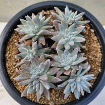 [메카다육]78-0323 화이트그리니(두들레야) 화분포함 다육식물