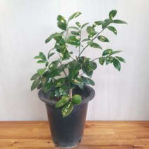오렌지레몬나무 50-70cm