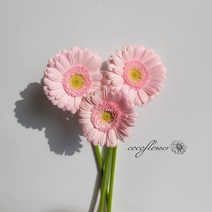 [코코 플라워] 거베라 핑크 생화택배 꽃배달싼곳 5송이 10송이, 빨강