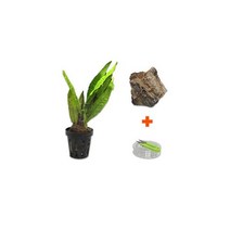 DIY 마이플랜츠 목화석미크로소리움