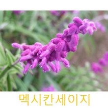 허브(Herb)/채소식물 멕시칸세이지 모종 3개 (L0253)