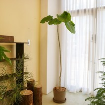 키우기 쉬운 카페식물 휘커스 움베르타 대형화분, 인천, 휘커스 움베르타 대형(2m)