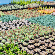 그리너리농장 다육이모음 다육식물 선인장 농장직송 국민다육이 1000원, B03.살구미인금