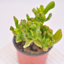 우주목 다육이 우아한 수렉귀 닮은 골룸 다육식물 랜덤9-20